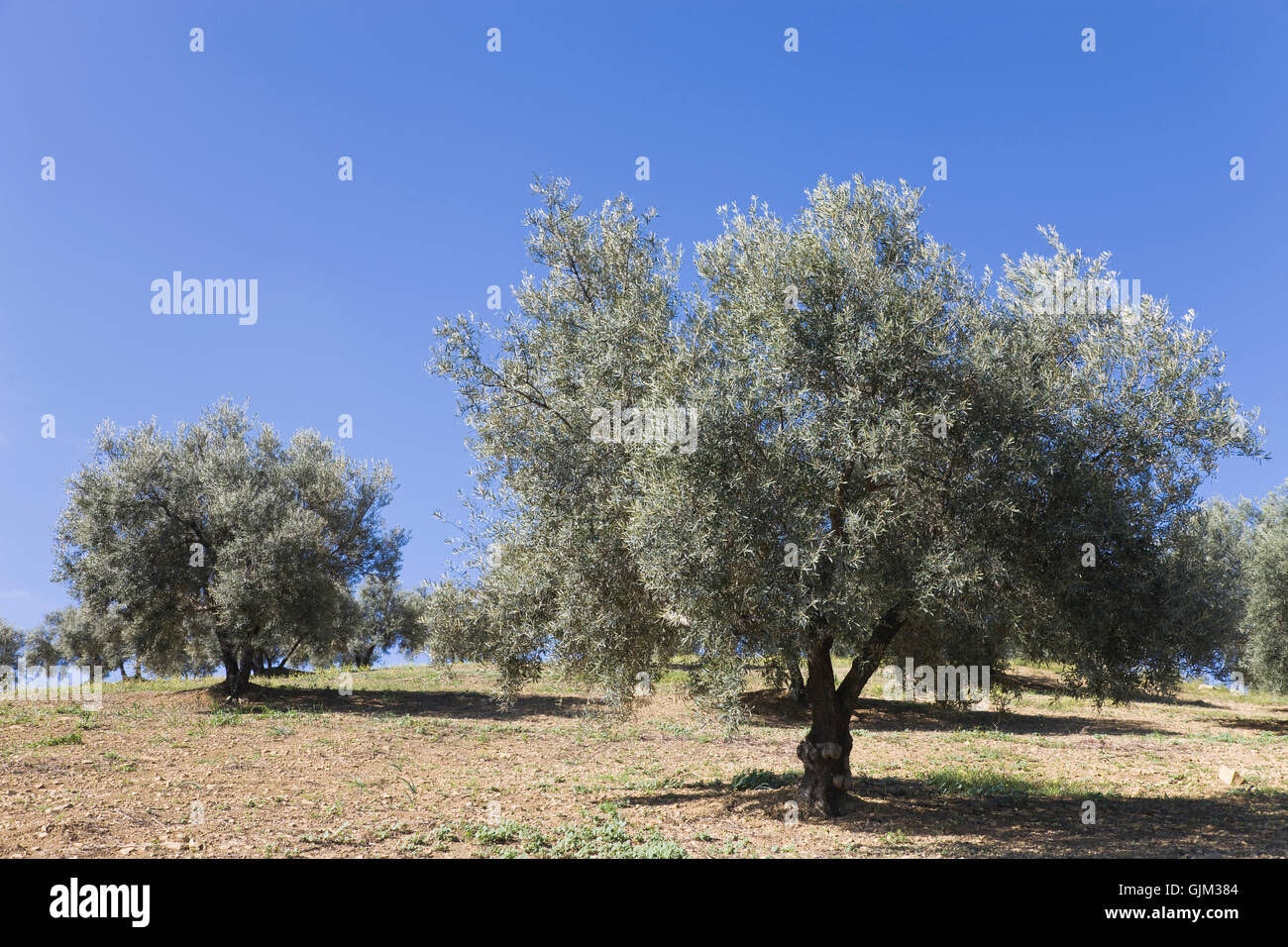 Baum Bäume Spanien Stockfoto