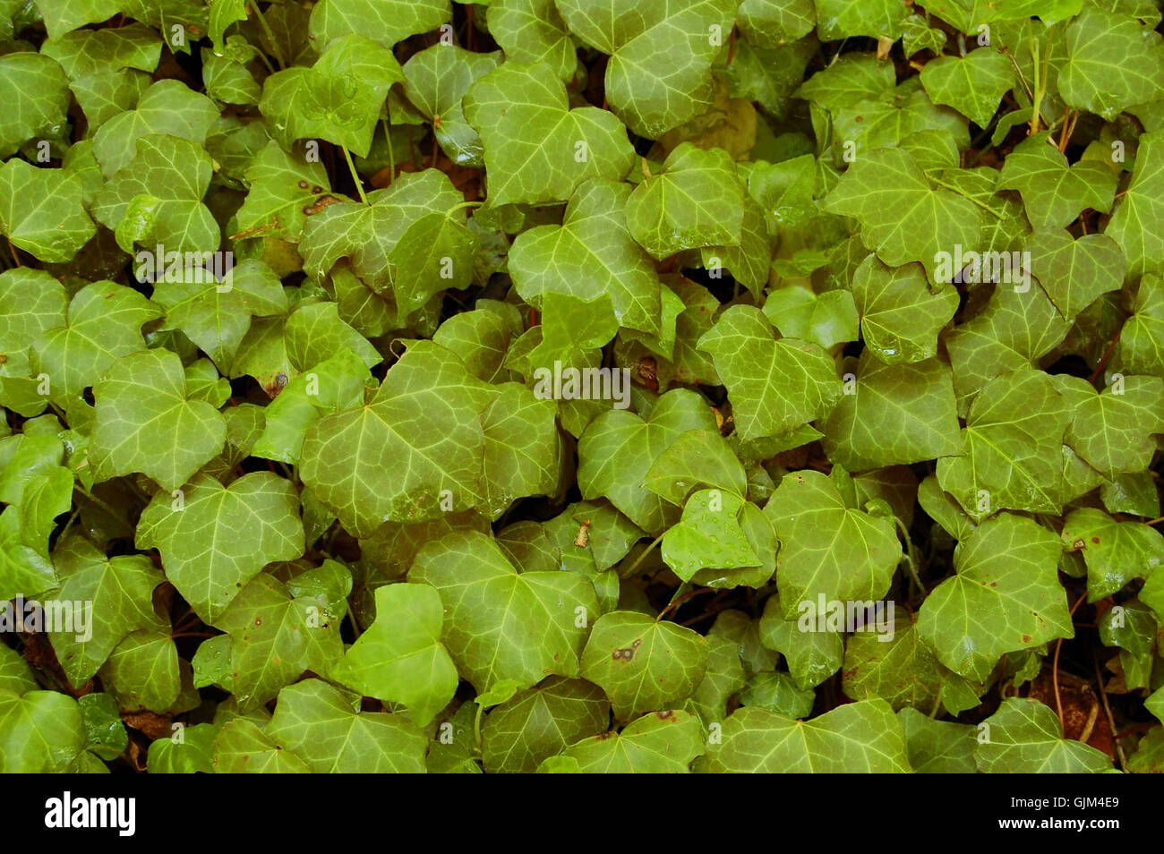 laubgrün Kletterpflanze Stockfoto