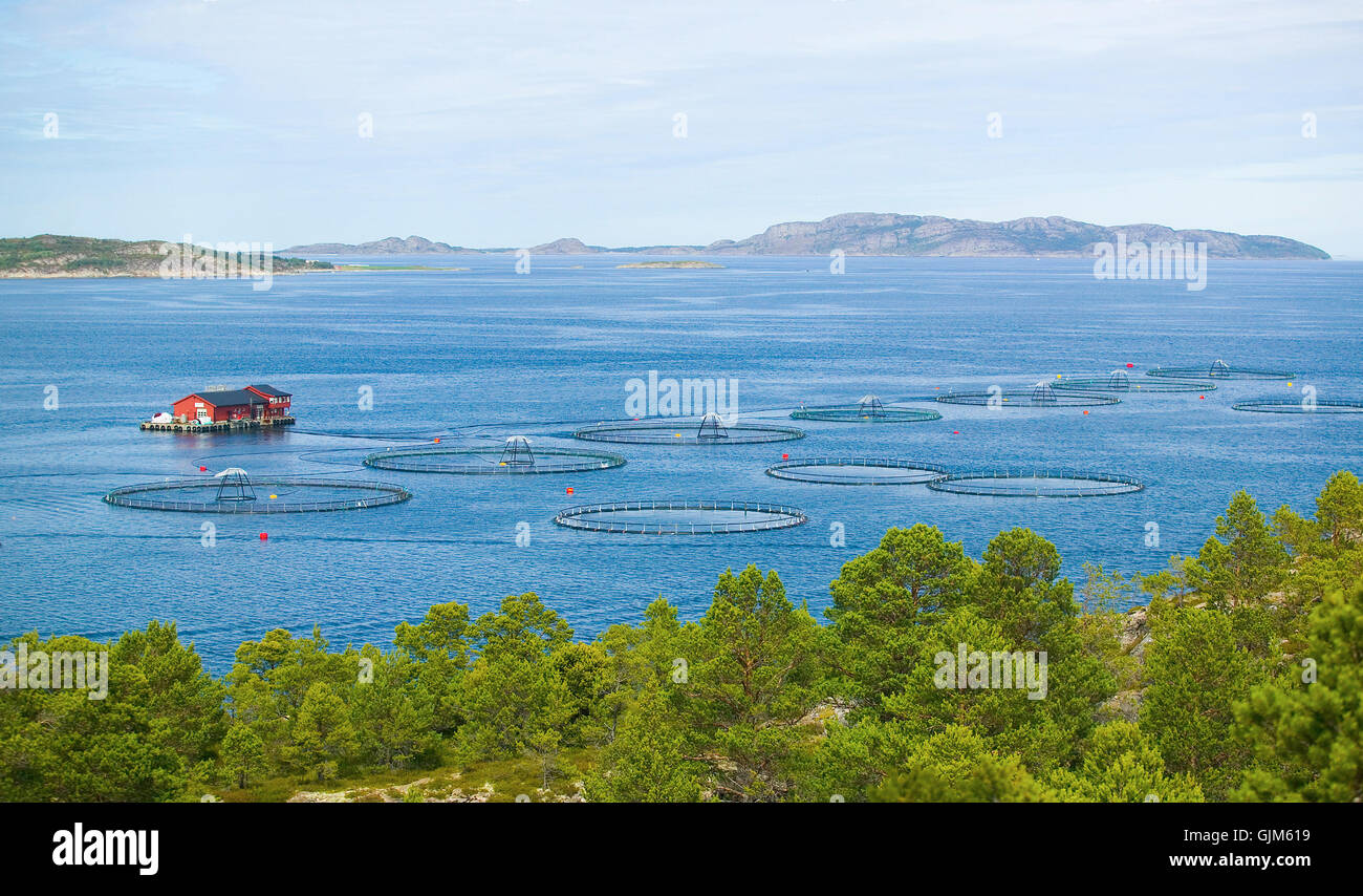 Fischzucht, Akvakultur, Norwegens Küste Stockfoto