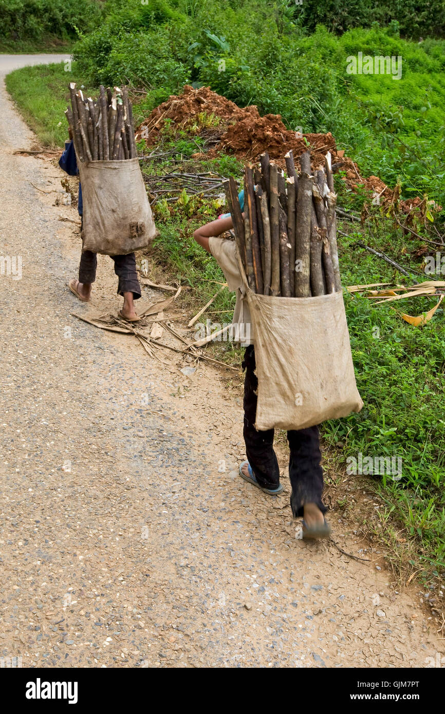Transport-Brennholz-Kinderarbeit Stockfoto