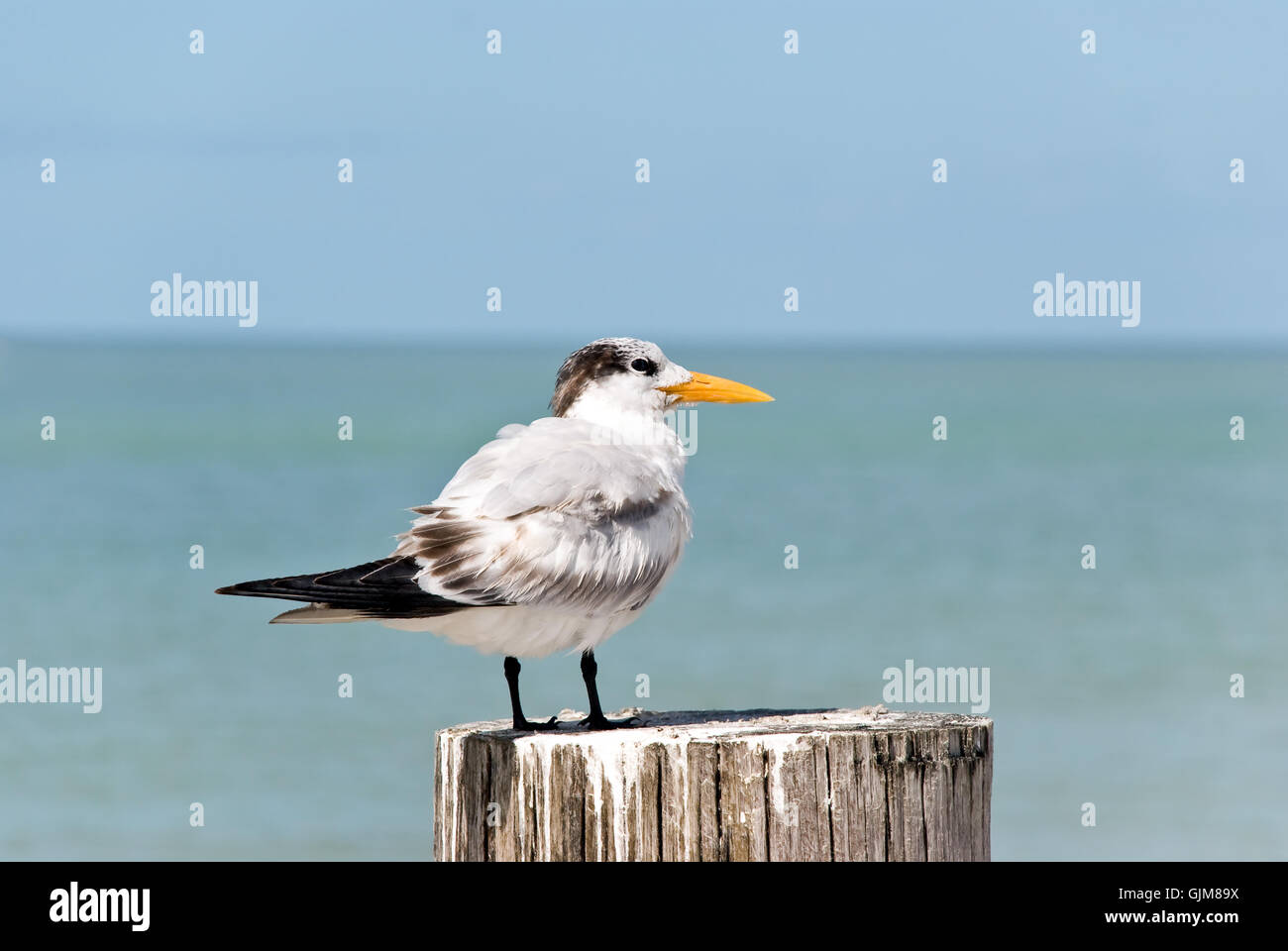 Vogel Vögel Amerika Stockfoto