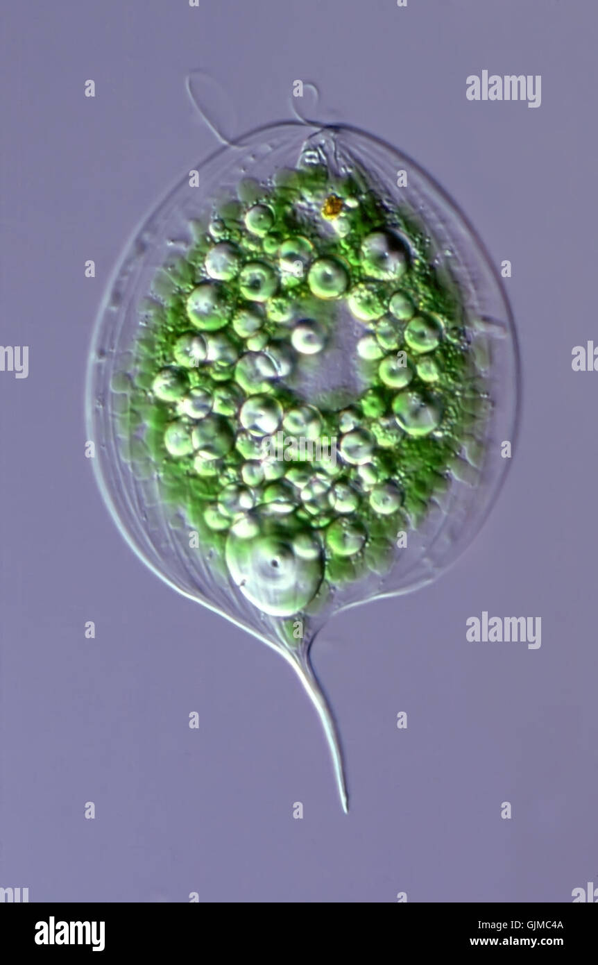 Augenflagellat (Phacus, 400 X) Stockfoto