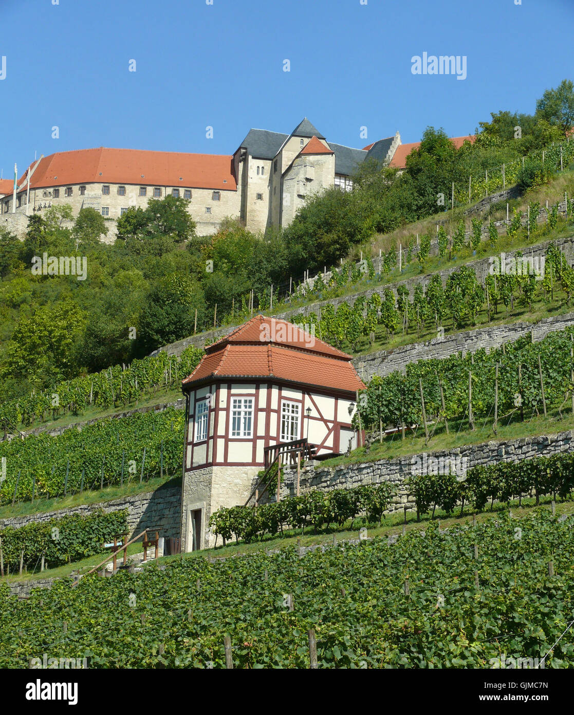 Weinberge-Anbau von Wein Weinberg Stockfoto