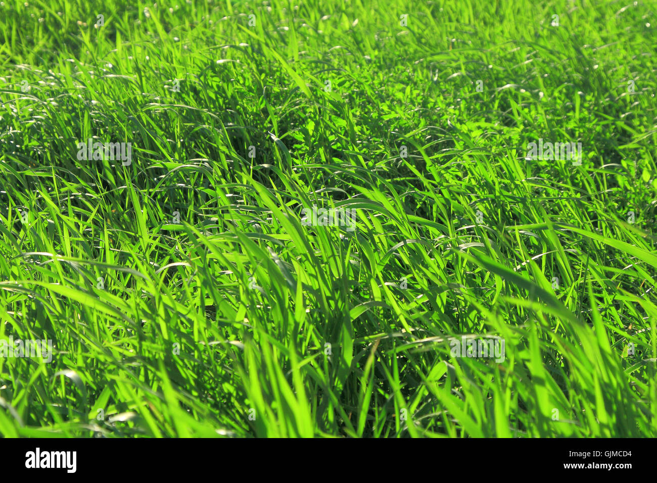 Feld mit grünen Rasen Stockfoto