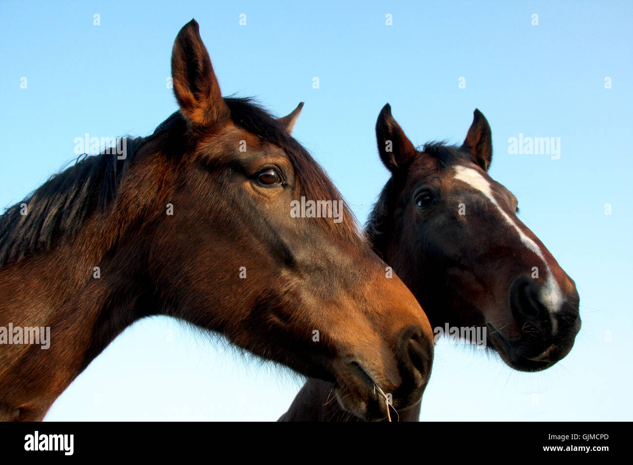 Pferd-Tier Stockfoto