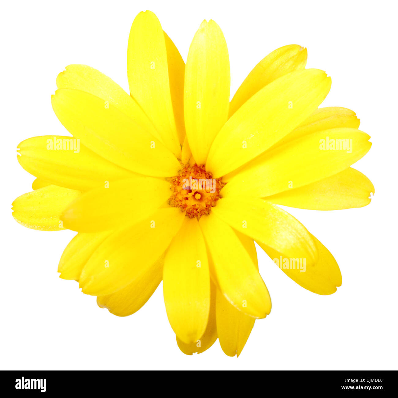 Eine gelbe Blume von calendula Stockfoto