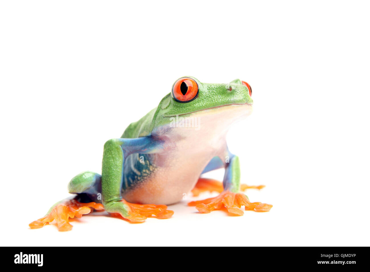Tiere Amphibien grün Stockfoto