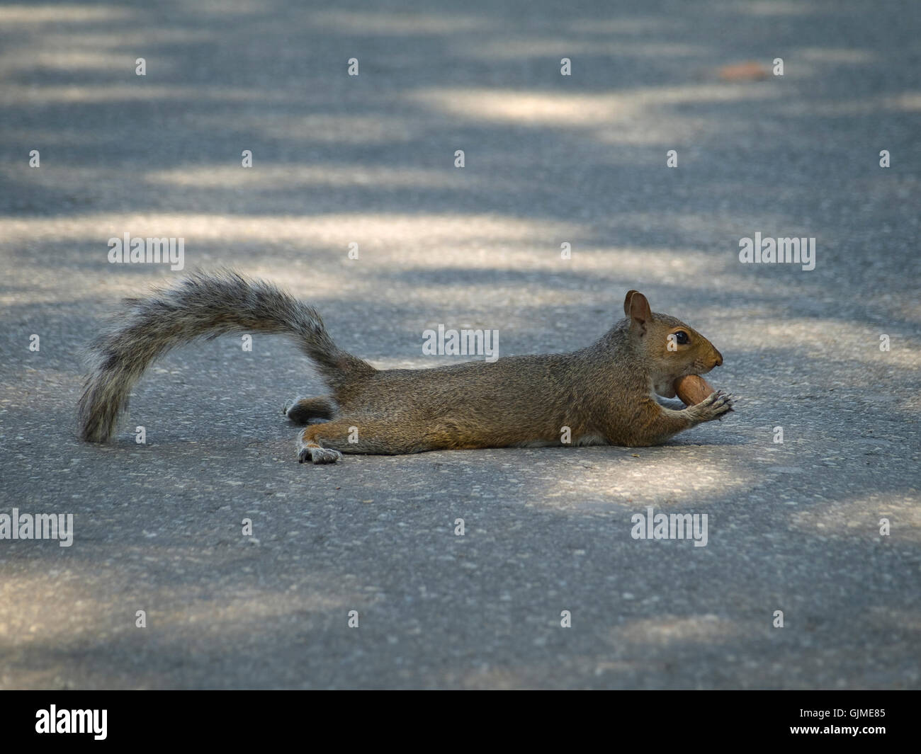 Tierfell Eichhörnchen Stockfoto