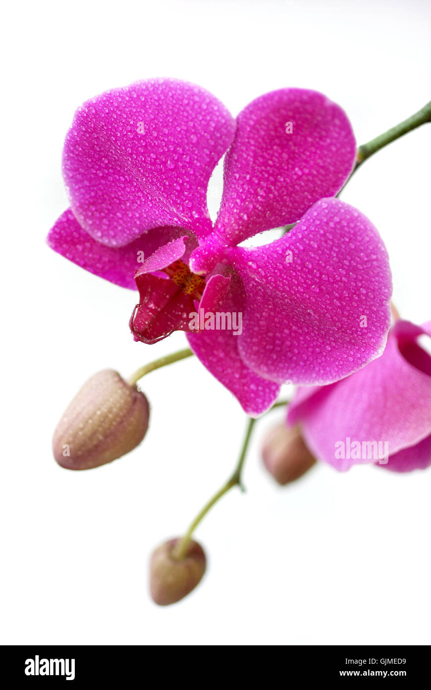 Blume Pflanze blühen Stockfoto