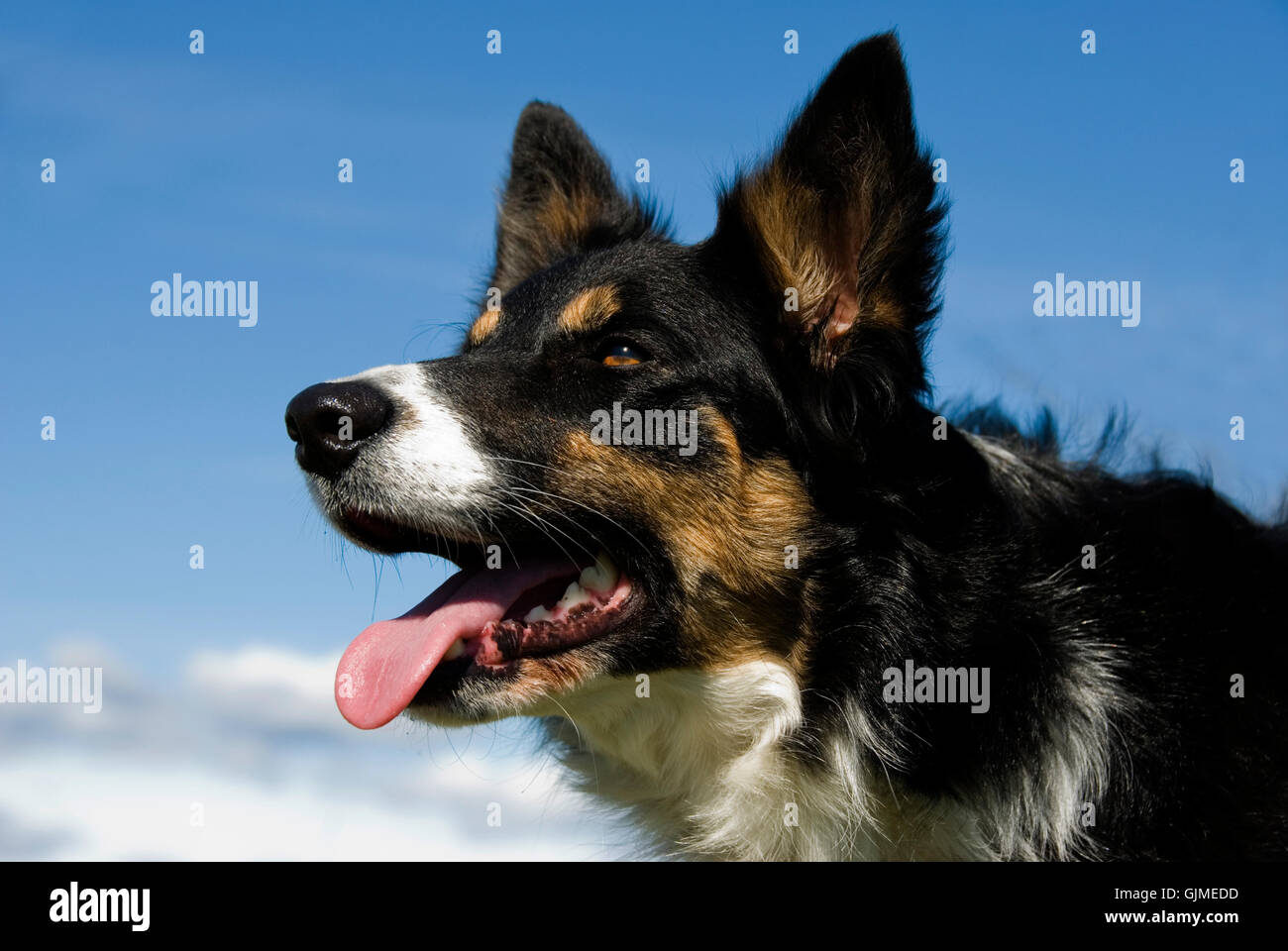 Haustier Hund reinrassig Stockfoto