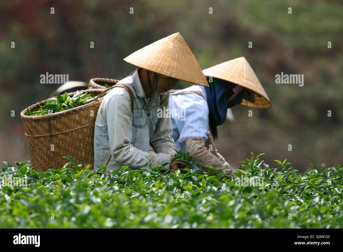 Teepflucker auf einer Teeplantage Stockfoto