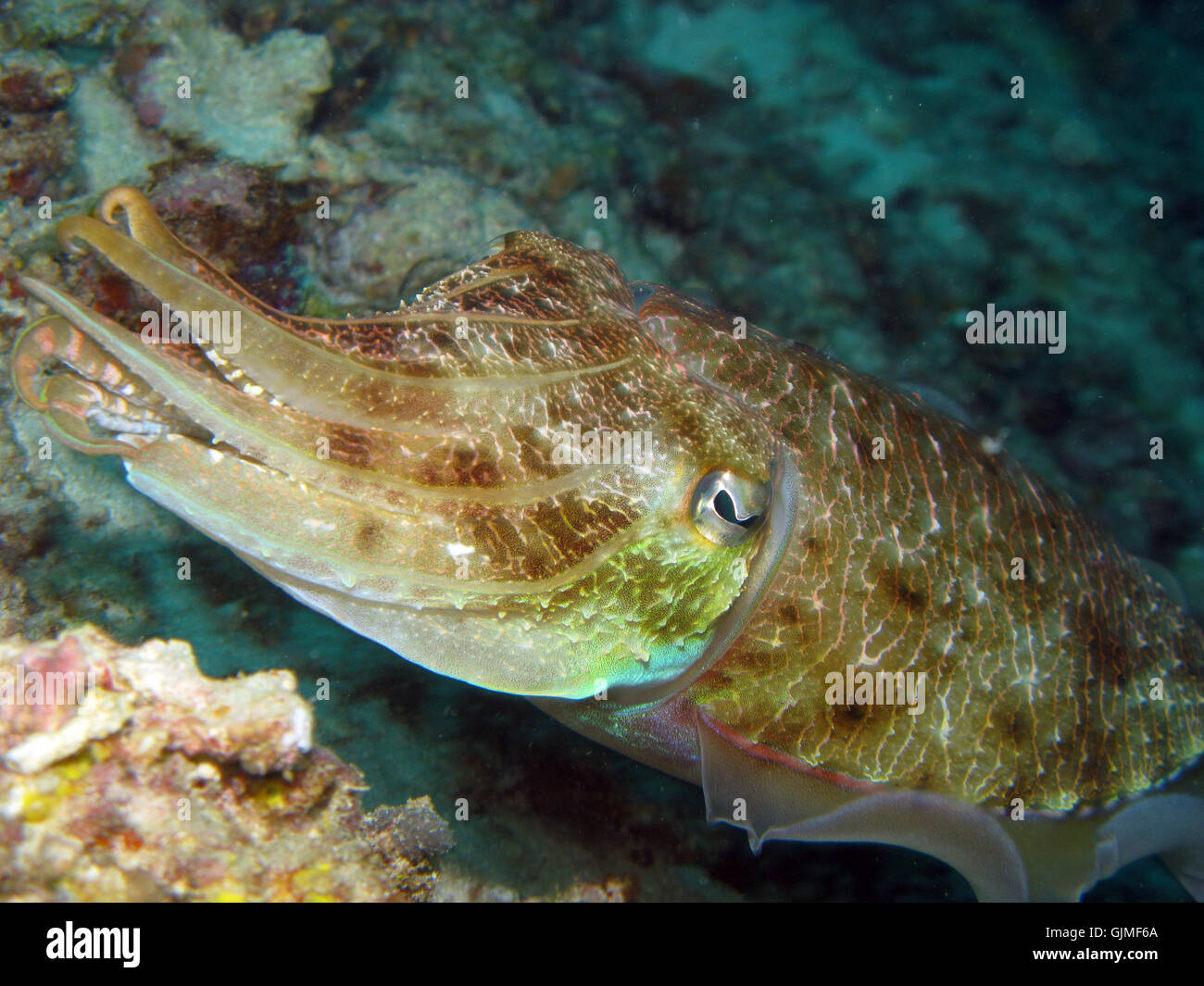 Molluske Sepia Fisch Stockfoto