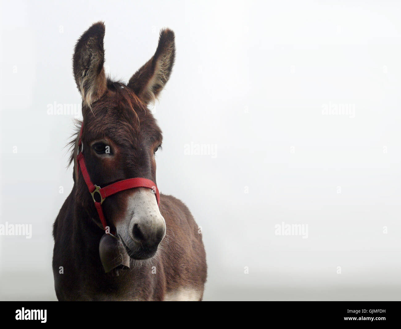 Esel auf einem Berg Stockfoto