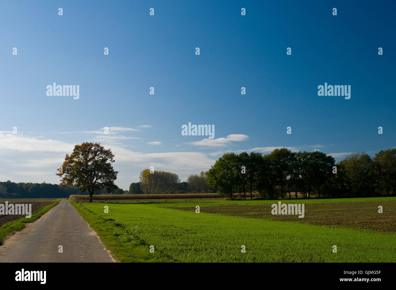 Eiche Tiefland Herbst Färbung Stockfoto