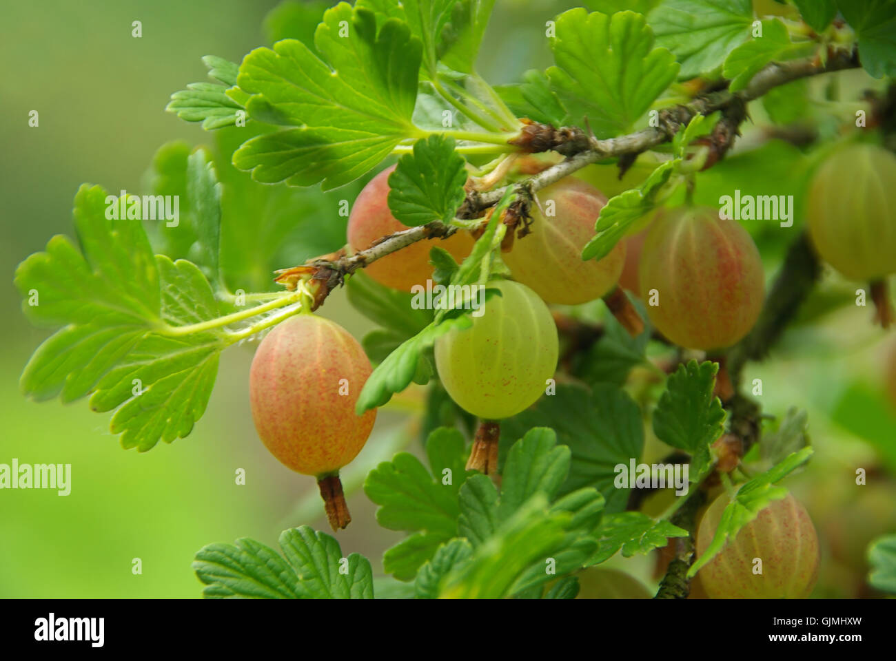 Früchte Beeren Beere Stockfoto