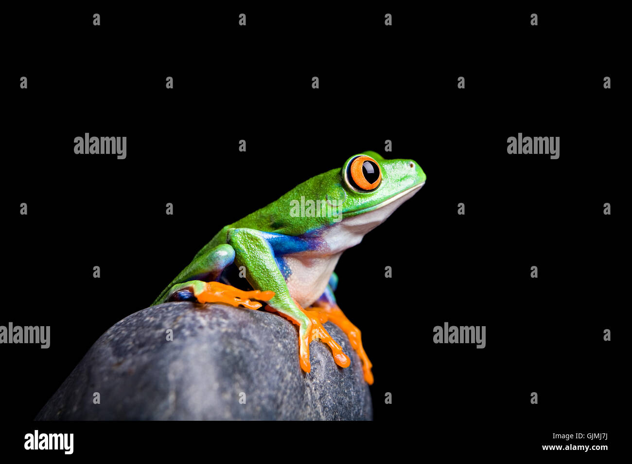 isolierten tierischen Amphibien Stockfoto