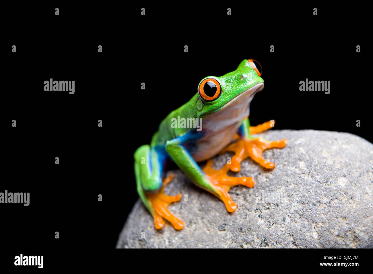 isolierten tierischen Amphibien Stockfoto