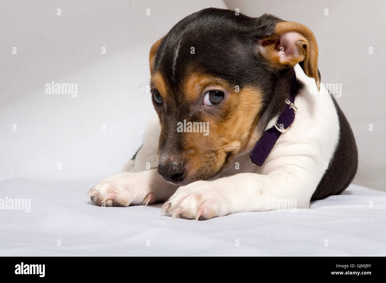 Tier Haustier Hund Stockfoto