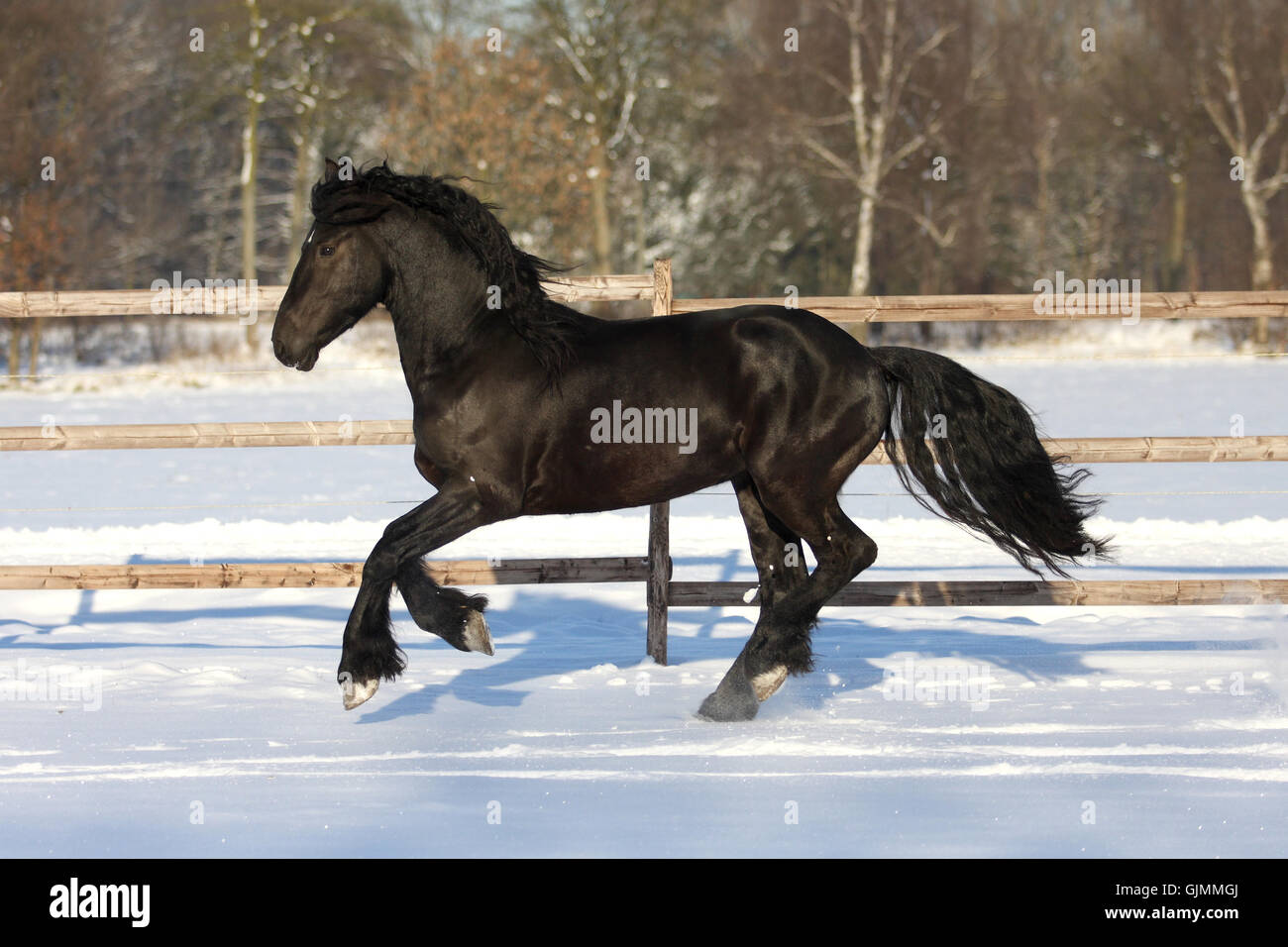 Pferd-Winter-Galopp Stockfoto