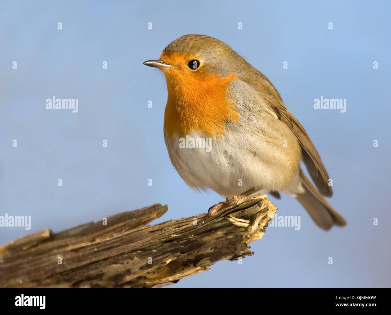 Robin blauer Vogel Stockfoto