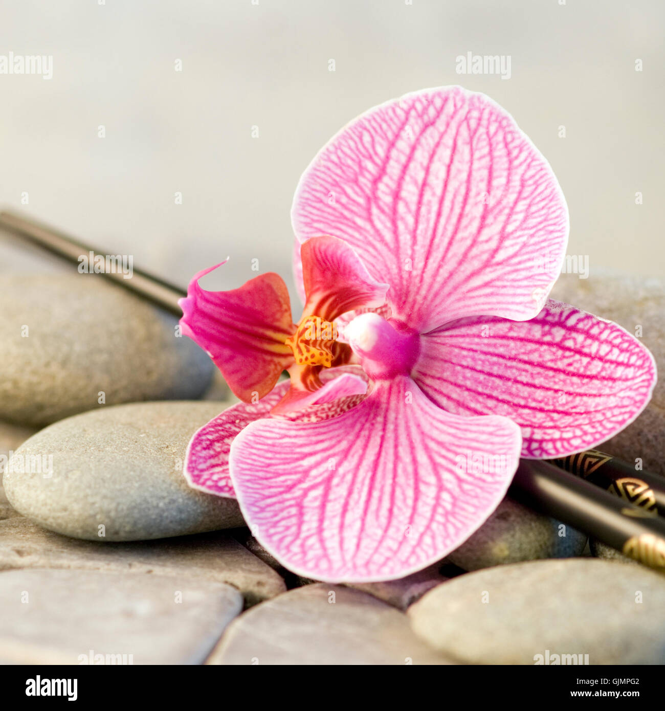 Blume Pflanze Asien Stockfoto