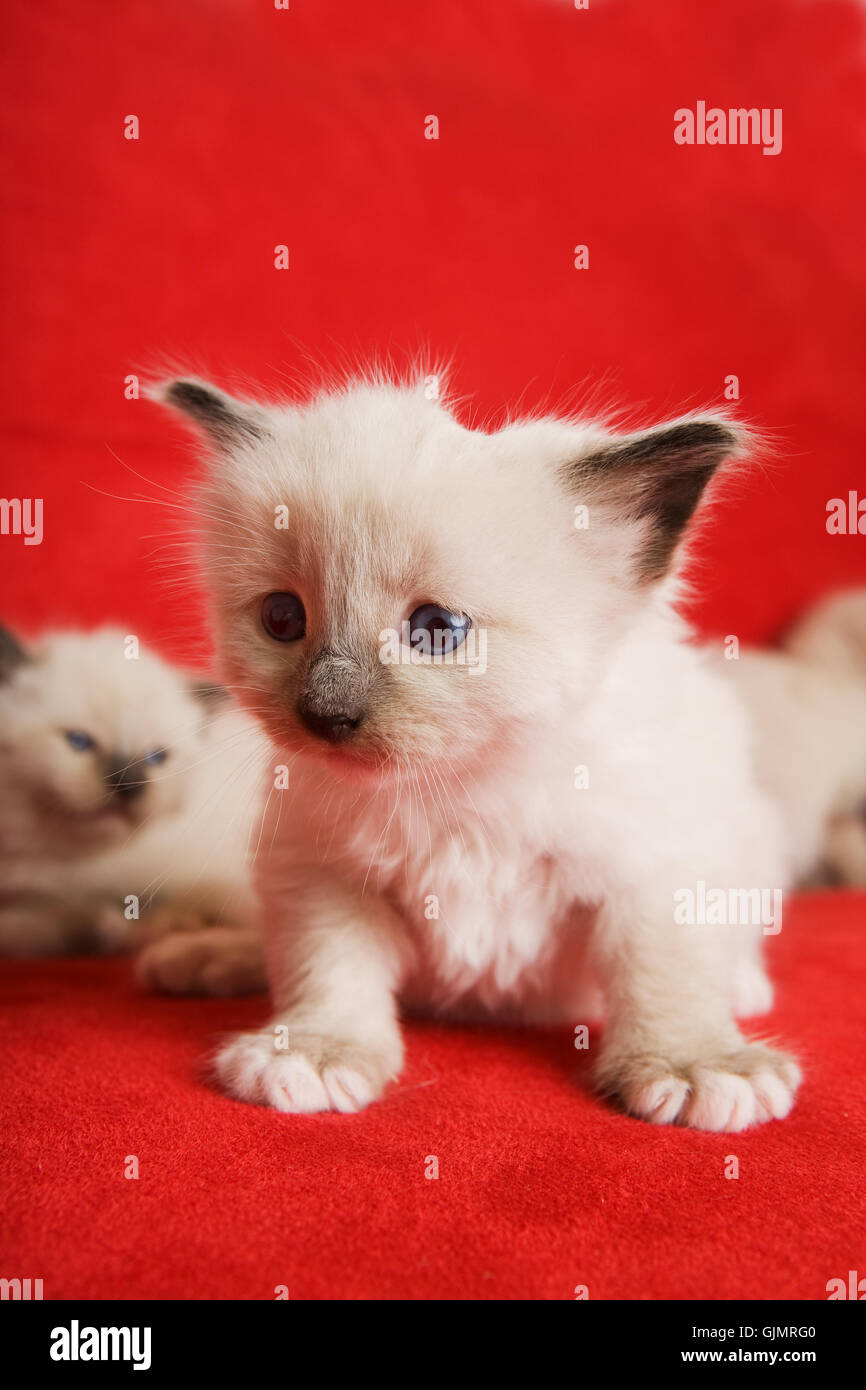 Haustier Katze Baby Kätzchen Stockfoto