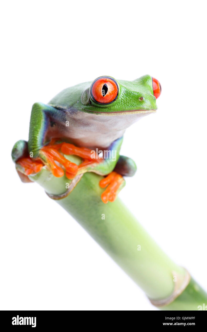 isolierte Amphibien grün Stockfoto