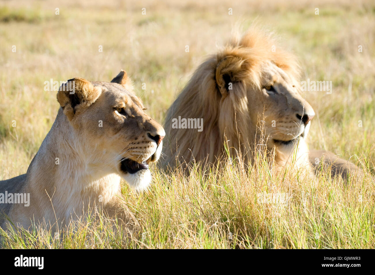 Afrika Löwe Katze Stockfoto