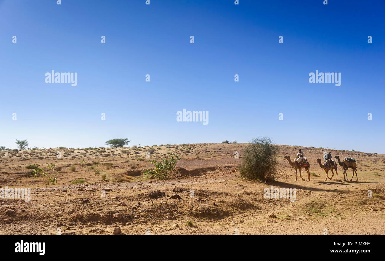 Drei domestizierten Kamele, Camelus Dromedarius und zwei Reiter Reiten im Desert National Park, in der indischen Thar Wüste kopieren Raum Stockfoto
