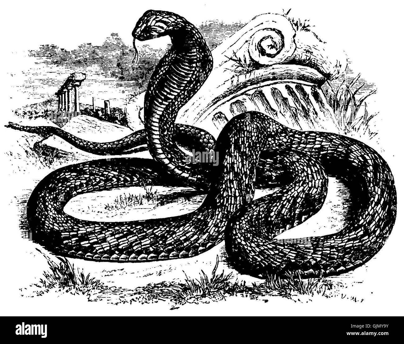 Die Cobra Mivart ist ein historisches Modell einer schlangenförmigen Skulptur, die künstlerische Handwerkskunst und Inspiration für die Tierwelt zeigt. Stockfoto