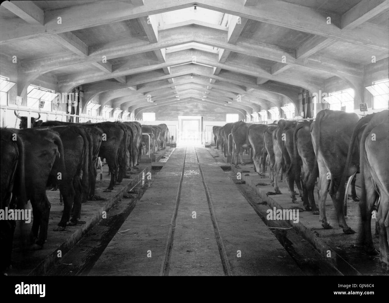 Regierung Gestüt, Acre. Der Kuhstall, Interieur. 23 April 1940. matpc.20661 Stockfoto