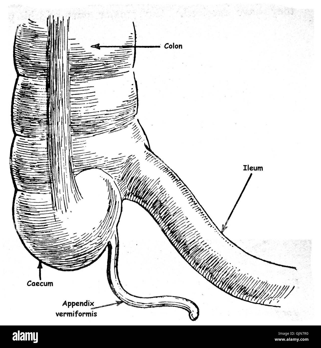 Dieses Bild mit der Bezeichnung „Ileum caecum Colon“ zeigt eine detaillierte anatomische Ansicht des menschlichen Verdauungssystems mit Schwerpunkt auf den Ileum-, Cecum- und Kolonregionen, wesentliche Bestandteile der menschlichen Physiologie und medizinischen Studien. Stockfoto