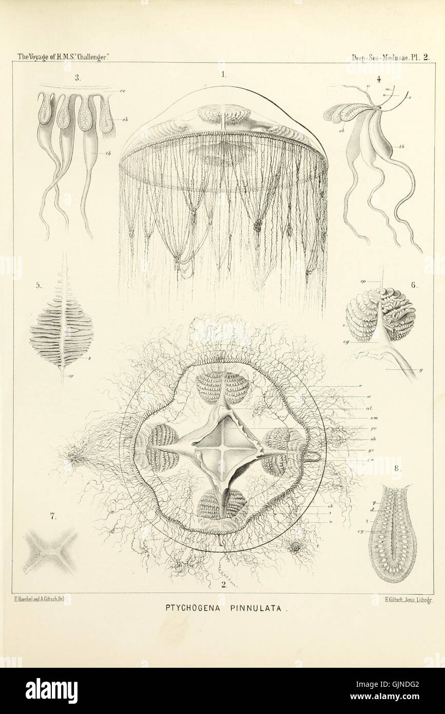 Die Medusenplatte ist eine faszinierende wissenschaftliche und künstlerische Darstellung, die möglicherweise auf die Arten von Quallen oder verwandten Meeresorganismen verweist. Dieser Teller ist möglicherweise Teil einer Sammlung, die Meereslebewesen zeigt und die natürliche Schönheit und Komplexität der ozeanischen Lebewesen erforscht. Stockfoto