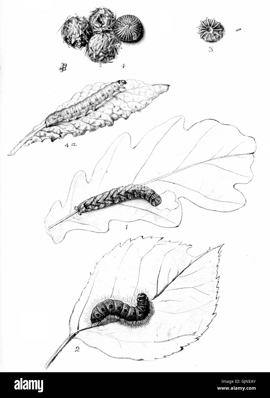 Die Moths of the British Isles Series 2 Plate 006 ist eine Illustration aus einer Sammlung, die die verschiedenen Arten von Motten dokumentiert, die auf den Britischen Inseln gefunden wurden. Diese Serie beleuchtet die Artenvielfalt und Schönheit der Mottenarten in der Region. Stockfoto
