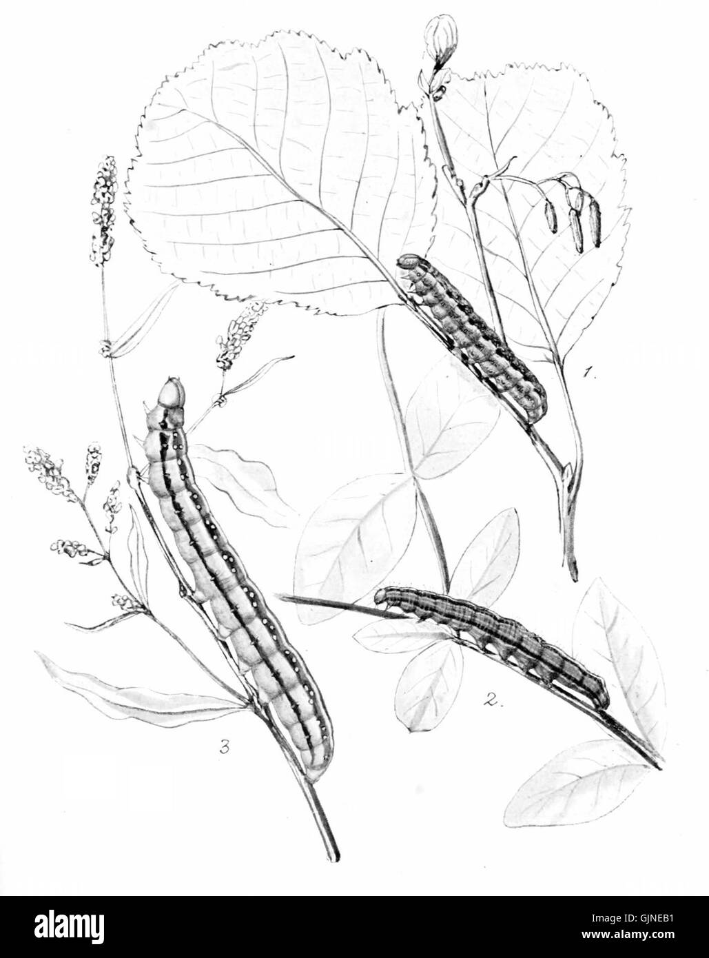 Diese Illustration, Teil der Serie „Moths of the British Isles“, zeigt verschiedene Arten von Motten, die auf den Britischen Inseln gefunden wurden. Die detaillierten, wissenschaftlich genauen Kunstwerke verdeutlichen die Vielfalt der in der Region heimischen Mottenarten. Stockfoto