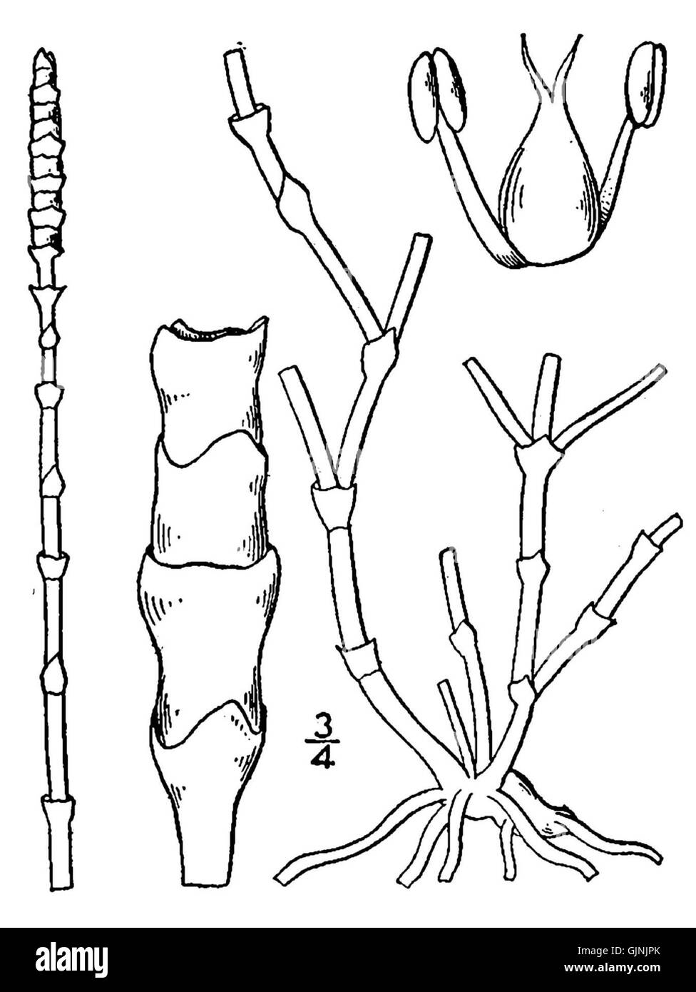 Salicornia perennis ist eine Pflanzenart, die in Küstenregionen vorkommt. Bekannt als mehrjähriges Glaskraut, gedeiht es in salzhaltigen Umgebungen und wurde in der Vergangenheit in verschiedenen ökologischen und kulinarischen Anwendungen verwendet. Stockfoto