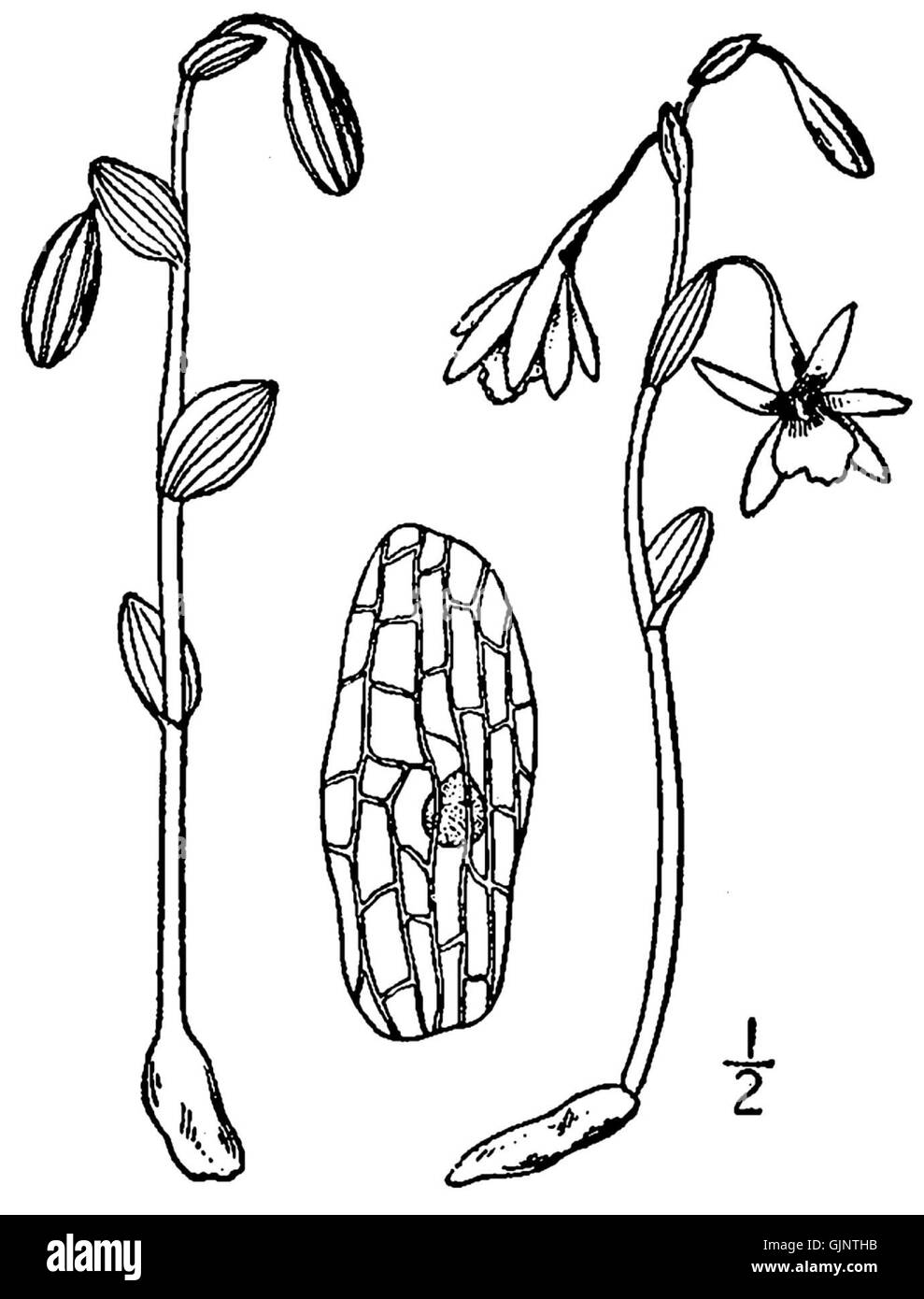 Triphora trianthophora ist eine in Nordamerika heimische Orchideenart, die von N.L. Britton im Handbuch der Flora der Northern States dokumentiert wurde. Diese Pflanze ist für ihre charakteristischen floralen Eigenschaften bekannt. Stockfoto