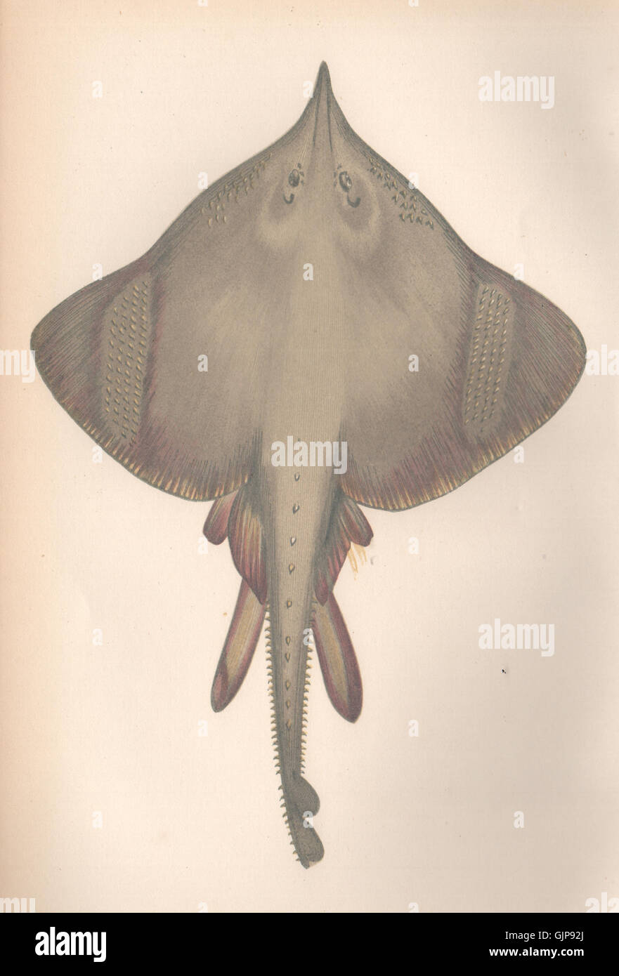 LANGNASEN-SKATE. Dipturus Oxyrinchus, Burton Skate, Skate weiß. COUCH, 1862 Stockfoto