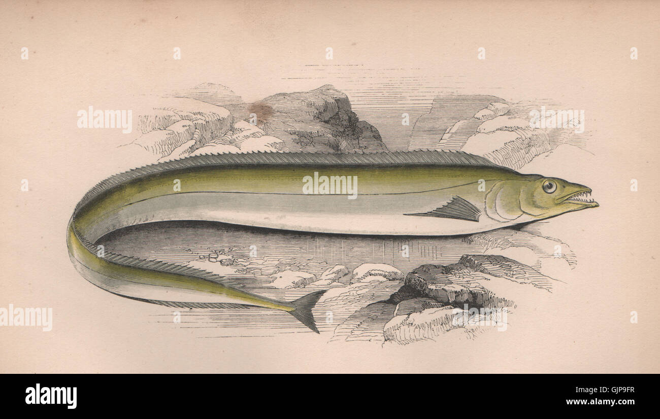 Scheide Fische Stockfotos und -bilder Kaufen - Alamy