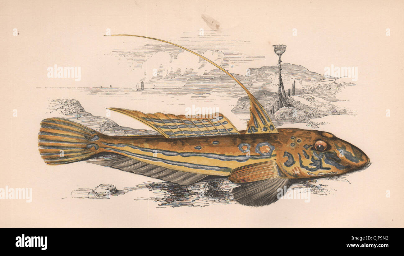 GEMEINSAMEN DRAGONET. Callionymus Lyra, gelb/Golden Skulpin. COUCH, print-1862 Stockfoto