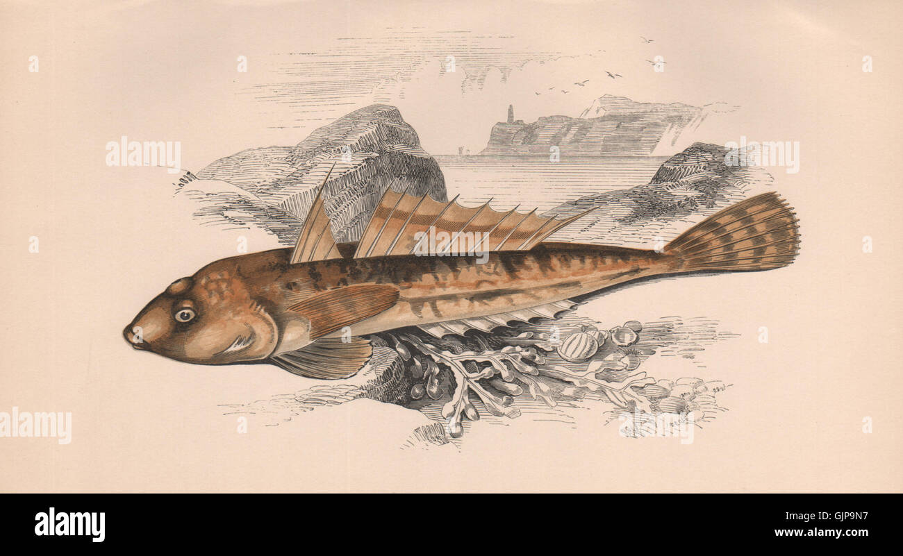 ALTROSA SEESKORPION. Schmutzige Dragonet, Icelinus Burchami. COUCH, antike print 1862 Stockfoto