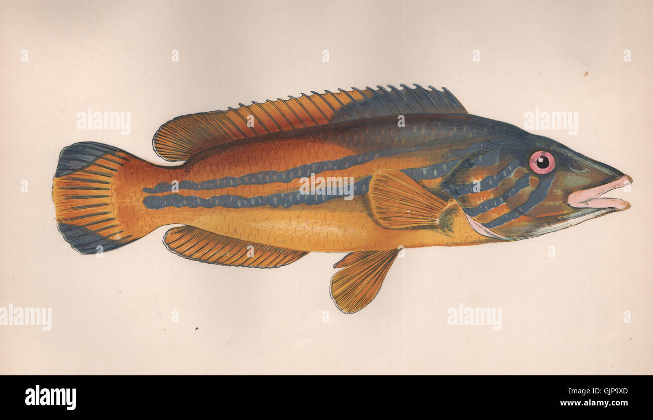 KUCKUCK LIPPFISCHE. Labrus Mixtus, blau gestreifte Lippfische, Labrus Variegatus. COUCH 1862 Stockfoto