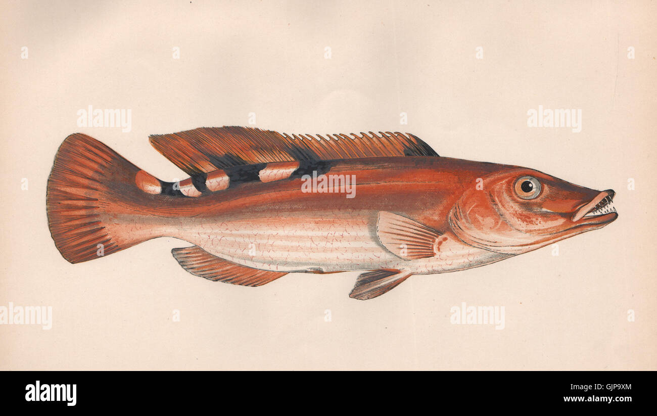 DREI GEFLECKTEN LIPPFISCH. Labrus Mixtus, Kuckucks Lippfisch, Labrus Carneus. COUCH, 1862 Stockfoto