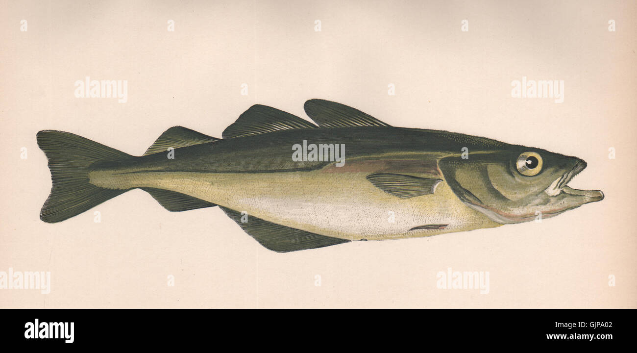 POLLOCK. Pollachius Pollachius, Pollack, Lieu Jaune, Lythe. COUCH