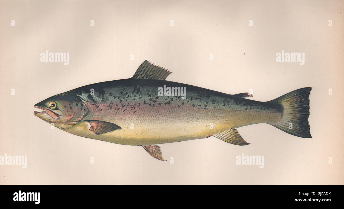 LACHSFORELLE. Salmo Trutta Trutta, Bachforelle. COUCH, antike print 1862 Stockfoto