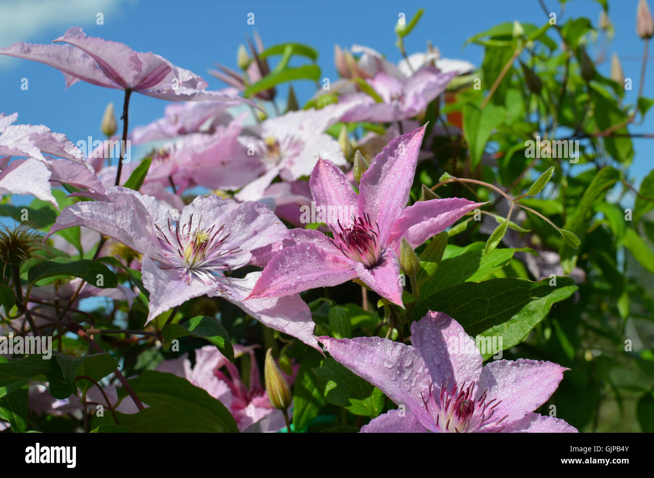 schöne Garten Clematis blühen, Hintergrund, gegen, schönen, blauen, Clematis, Flora, Blumen, Garten, lila Blumen Stockfoto