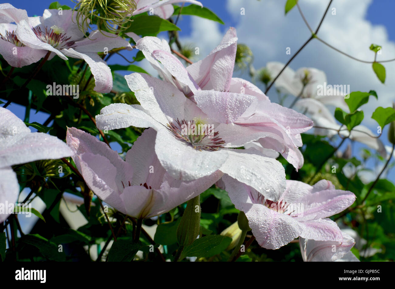 schöne Garten Clematis blühen, Hintergrund, gegen, schönen, blauen, Clematis, Flora, Blumen, Garten, lila Blumen Stockfoto