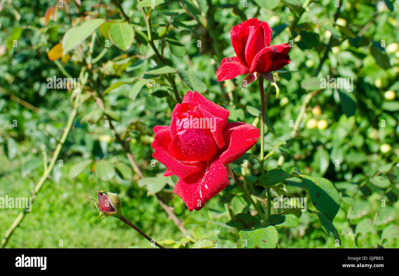 Rose blüht eine scharlachrote Gartenpflanze, einen Garten, gegen Tau, Flora, Blumen, grün, rot, Rosen, Scharlach, mit Tropfen Stockfoto