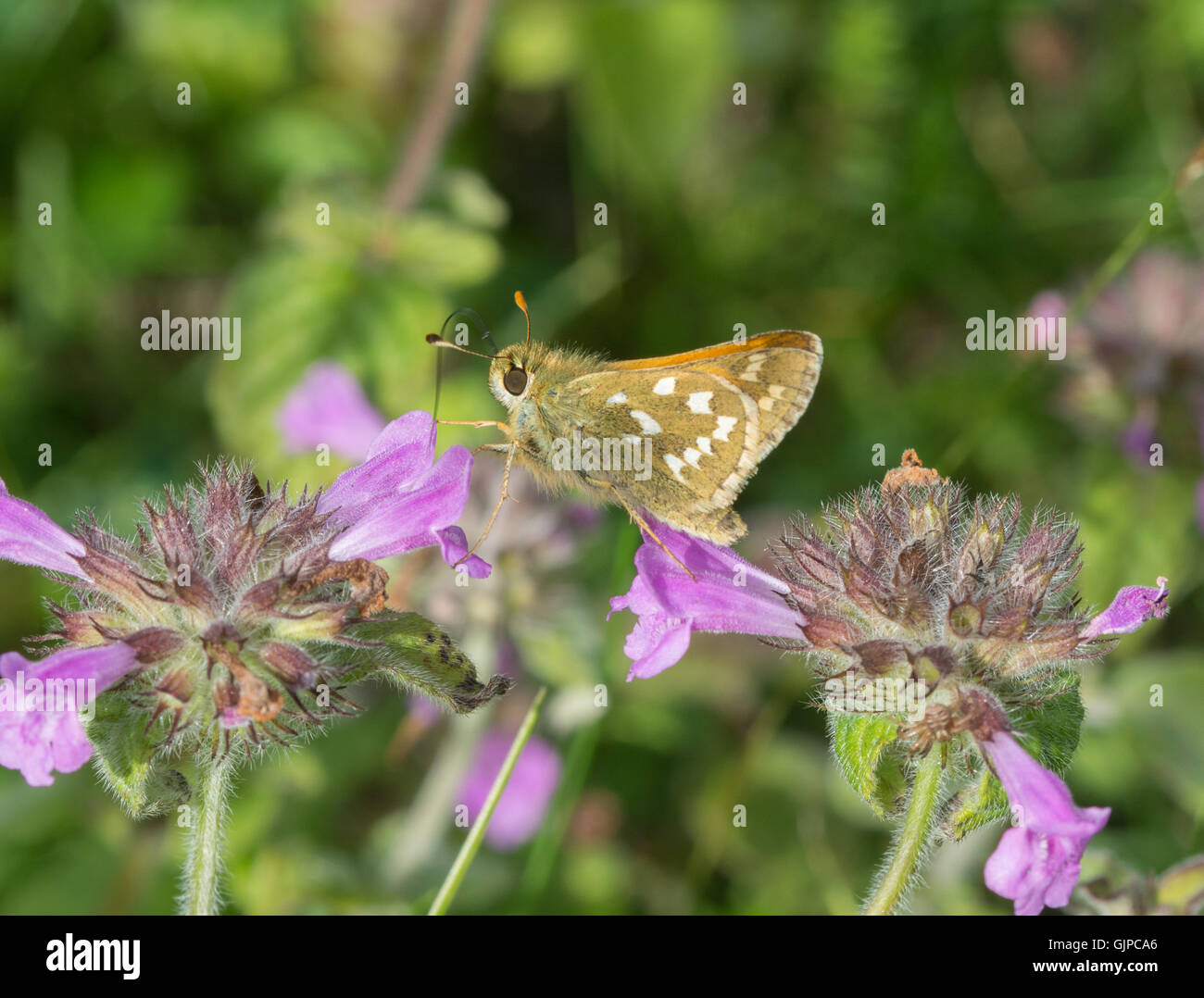 Silver-spotted skipper Schmetterling (Hesperia comma) nectaring auf rosa Blumen, Großbritannien Stockfoto