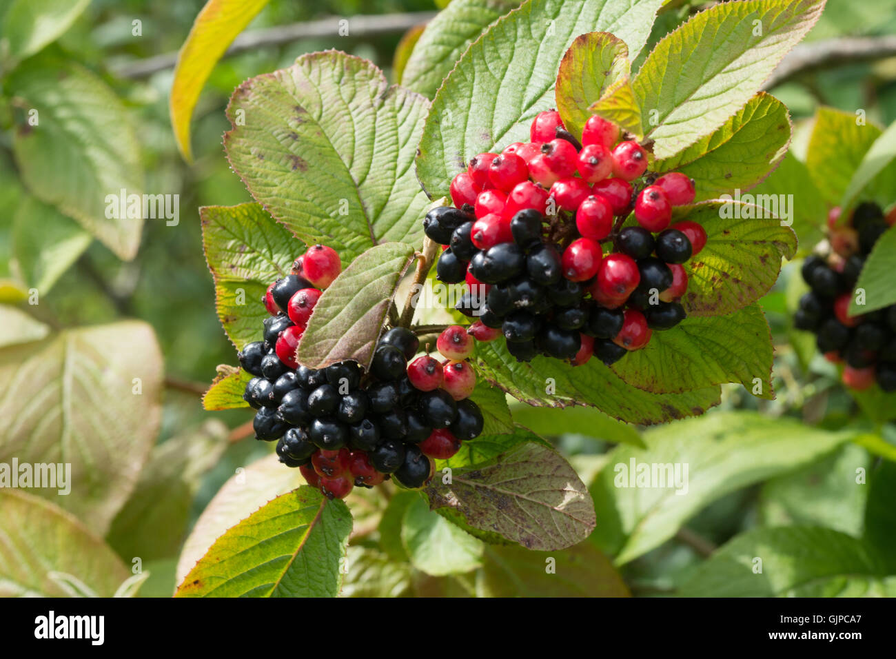 Roten und schwarzen Beeren des Baumes Wayfaring (Viburnum Lantana